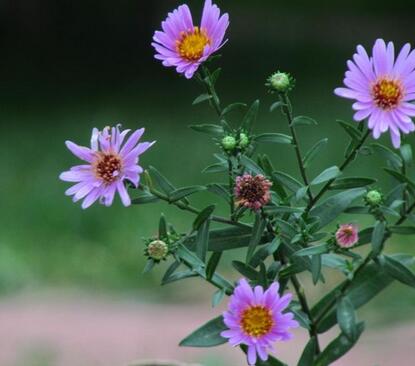 荷蘭菊怎么養(yǎng)?荷蘭菊的養(yǎng)殖方法【圖】