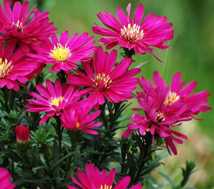 荷蘭菊怎么養(yǎng)?荷蘭菊的養(yǎng)殖方法【圖】