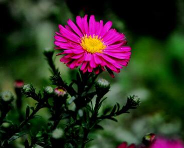 荷蘭菊怎么養(yǎng)?荷蘭菊的養(yǎng)殖方法【圖】