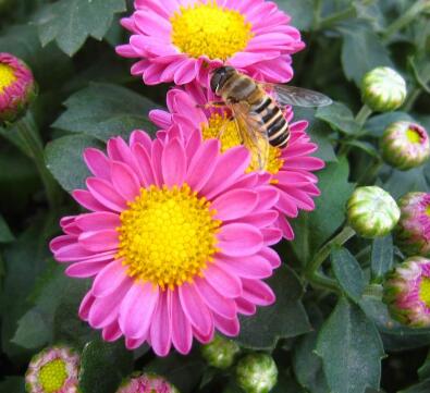 荷蘭菊怎么養(yǎng)?荷蘭菊的養(yǎng)殖方法【圖】