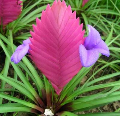 鐵蘭花朵變綠是啥原因?鐵蘭的養(yǎng)殖方法和注意事項?【圖】