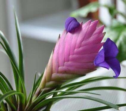 鐵蘭花朵變綠是啥原因?鐵蘭的養(yǎng)殖方法和注意事項?【圖】