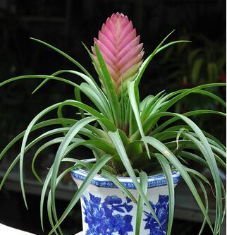 鐵蘭花朵變綠是啥原因?鐵蘭的養(yǎng)殖方法和注意事項?【圖】