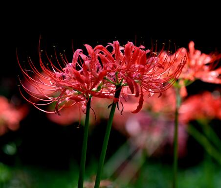 石蒜的功效與作用是什么?石蒜的花語(yǔ)?【圖】