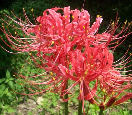 石蒜的功效與作用是什么?石蒜的花語(yǔ)?【圖】