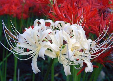 石蒜的功效與作用是什么?石蒜的花語(yǔ)?【圖】