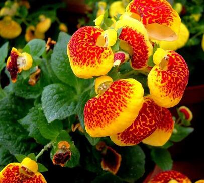 荷包花的養(yǎng)殖方法?荷包花的花語?【圖】