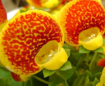 荷包花的養(yǎng)殖方法?荷包花的花語?【圖】