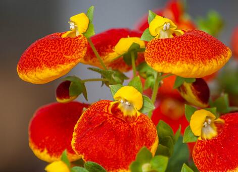 荷包花的養(yǎng)殖方法?荷包花的花語?【圖】