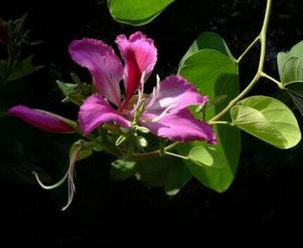 紫荊和紅花羊蹄甲區(qū)別?羊蹄甲怎么種?【圖】