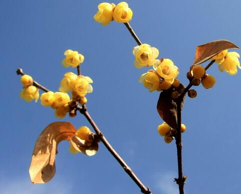 蠟梅的用途是什么?蠟梅的繁殖?【圖】
