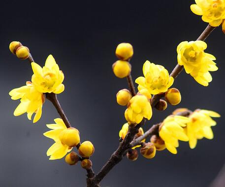 蠟梅的用途是什么?蠟梅的繁殖?【圖】