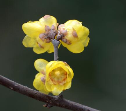 蠟梅的用途是什么?蠟梅的繁殖?【圖】