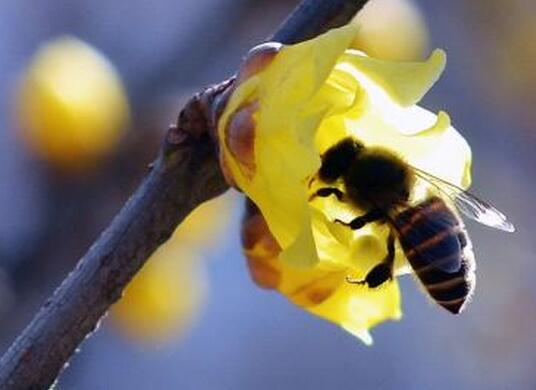 蠟梅的用途是什么?蠟梅的繁殖?【圖】