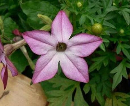 花煙草的形態(tài)特征?花煙草的栽培技術(shù)?【圖】