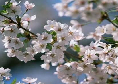 東京櫻花的形態(tài)特征?東京櫻花的繁殖方式?【圖】