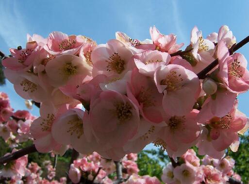 東京櫻花的形態(tài)特征?東京櫻花的繁殖方式?【圖】