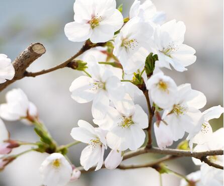 東京櫻花的形態(tài)特征?東京櫻花的繁殖方式?【圖】