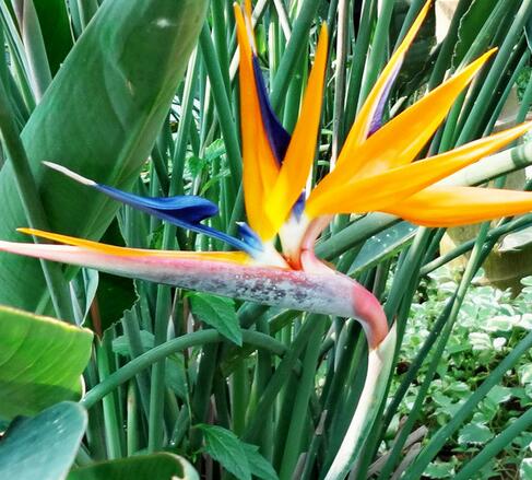 鶴望蘭的形態(tài)特征?鶴望蘭的繁殖方式?【圖】