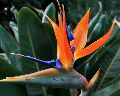 鶴望蘭的形態(tài)特征?鶴望蘭的繁殖方式?【圖】