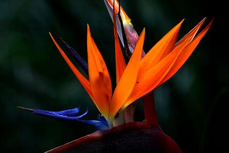 鶴望蘭的形態(tài)特征?鶴望蘭的繁殖方式?【圖】