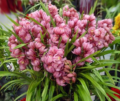 大花蕙蘭的生殖特性?大花蕙蘭的栽培要點(diǎn)?【圖】