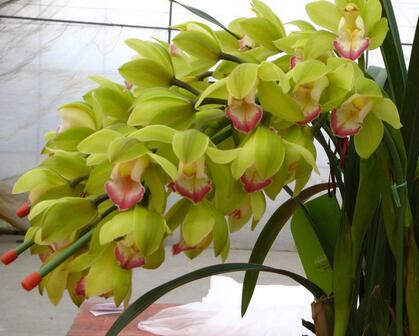 大花蕙蘭的生殖特性?大花蕙蘭的栽培要點(diǎn)?【圖】