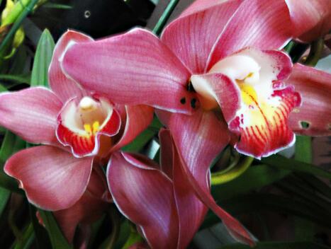 大花蕙蘭的生殖特性?大花蕙蘭的栽培要點(diǎn)?【圖】