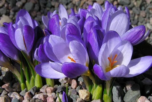 番紅花的栽培技術(shù)?番紅花的主要用途?【圖】