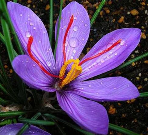 番紅花的栽培技術(shù)?番紅花的主要用途?【圖】