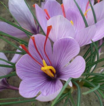 番紅花的栽培技術(shù)?番紅花的主要用途?【圖】