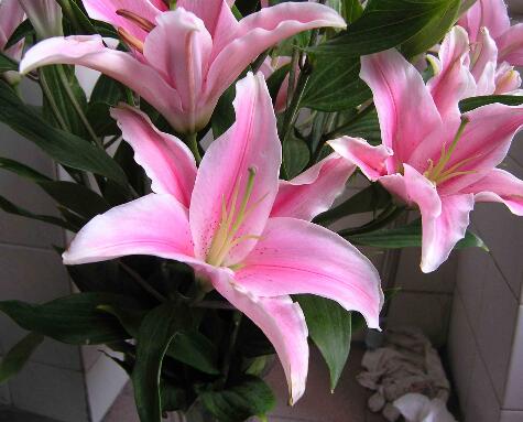 百合的繁殖方式?百合的花語?【圖】