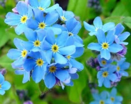 勿忘我的繁殖方法?勿忘我的花語?【圖】