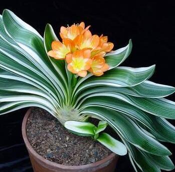 君子蘭的養(yǎng)殖方法和注意事項大全?【圖】