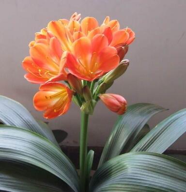 君子蘭的養(yǎng)殖方法和注意事項大全?【圖】