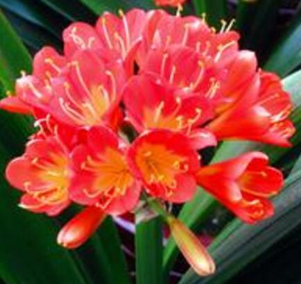 君子蘭的養(yǎng)殖方法和注意事項大全?【圖】