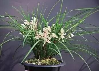 蘭花怎么養(yǎng)?蘭花的花語？【圖】