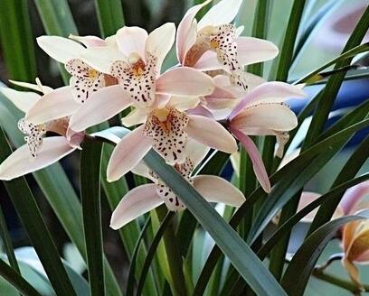 蘭花怎么養(yǎng)?蘭花的花語？【圖】