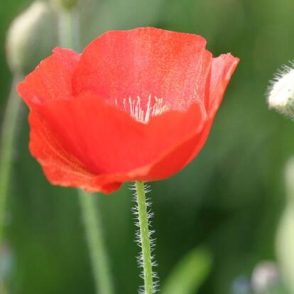 罌粟花的傳說?罌粟花的花語？【圖】