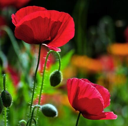 罌粟花的傳說?罌粟花的花語？【圖】