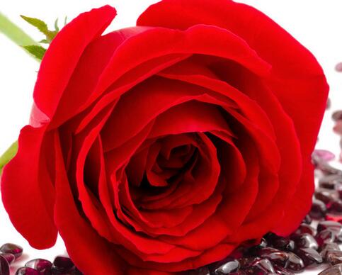 玫瑰的種植方法?玫瑰花的花語？【圖】