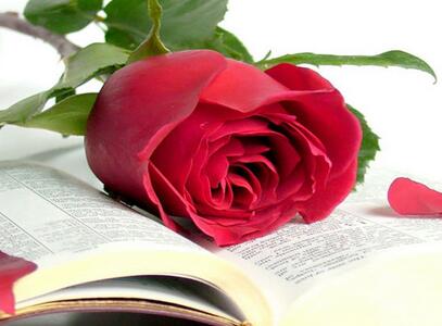 玫瑰的種植方法?玫瑰花的花語？【圖】