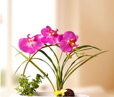 蝴蝶蘭的養(yǎng)殖方法和注意事項?蝴蝶蘭的花語？【圖】