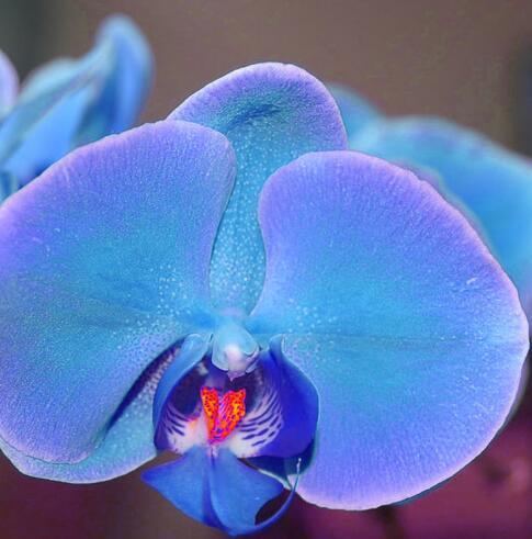 蝴蝶蘭的養(yǎng)殖方法和注意事項?蝴蝶蘭的花語？【圖】