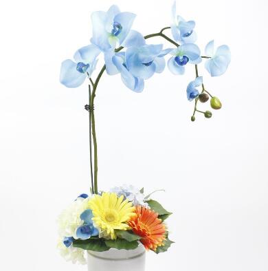 蝴蝶蘭的養(yǎng)殖方法和注意事項?蝴蝶蘭的花語？【圖】