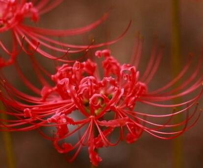 彼岸花的花語(yǔ)?彼岸花的佛教內(nèi)涵？【圖】