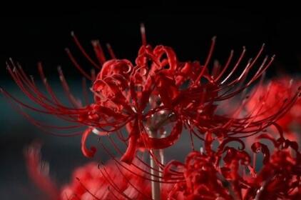 彼岸花的花語(yǔ)?彼岸花的佛教內(nèi)涵？【圖】