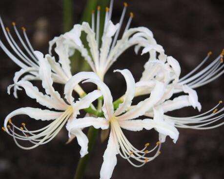 彼岸花的花語(yǔ)?彼岸花的佛教內(nèi)涵？【圖】