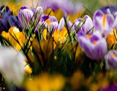 藏紅花的功效與作用?藏紅花可以每天喝嗎？【圖】