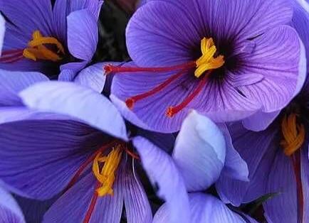 藏紅花的功效與作用?藏紅花可以每天喝嗎？【圖】